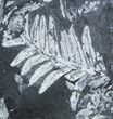 Fossil Seed Fern Plate - Pennsylvania #2304-1
